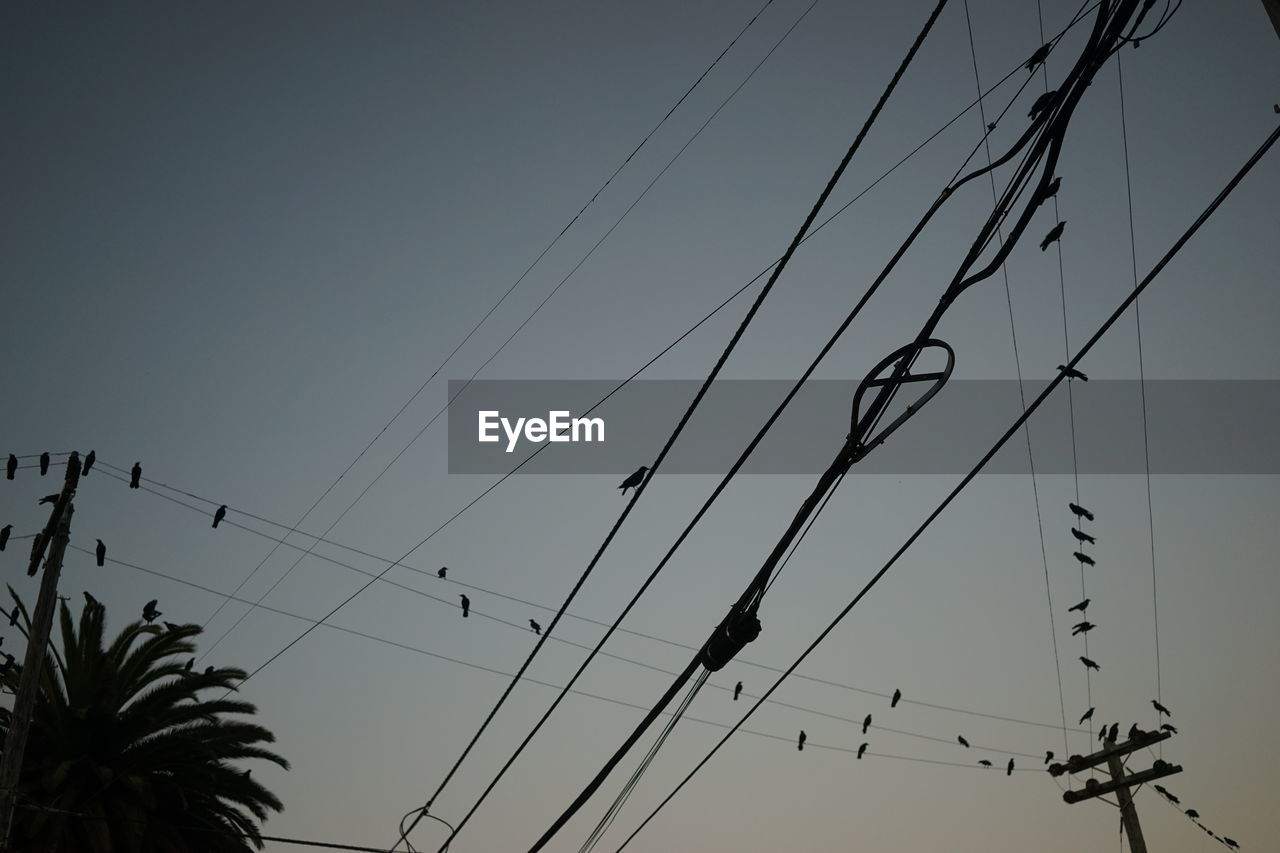Low angle view of silhouette birds on power lines against sky