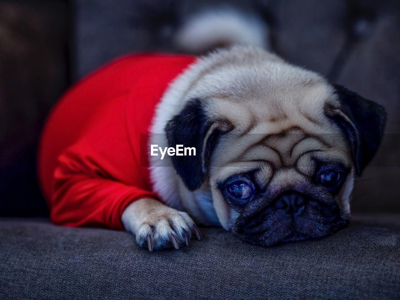 Close-up face of cute pug puppy dog sleeping rest open eye and chin lay down on floor