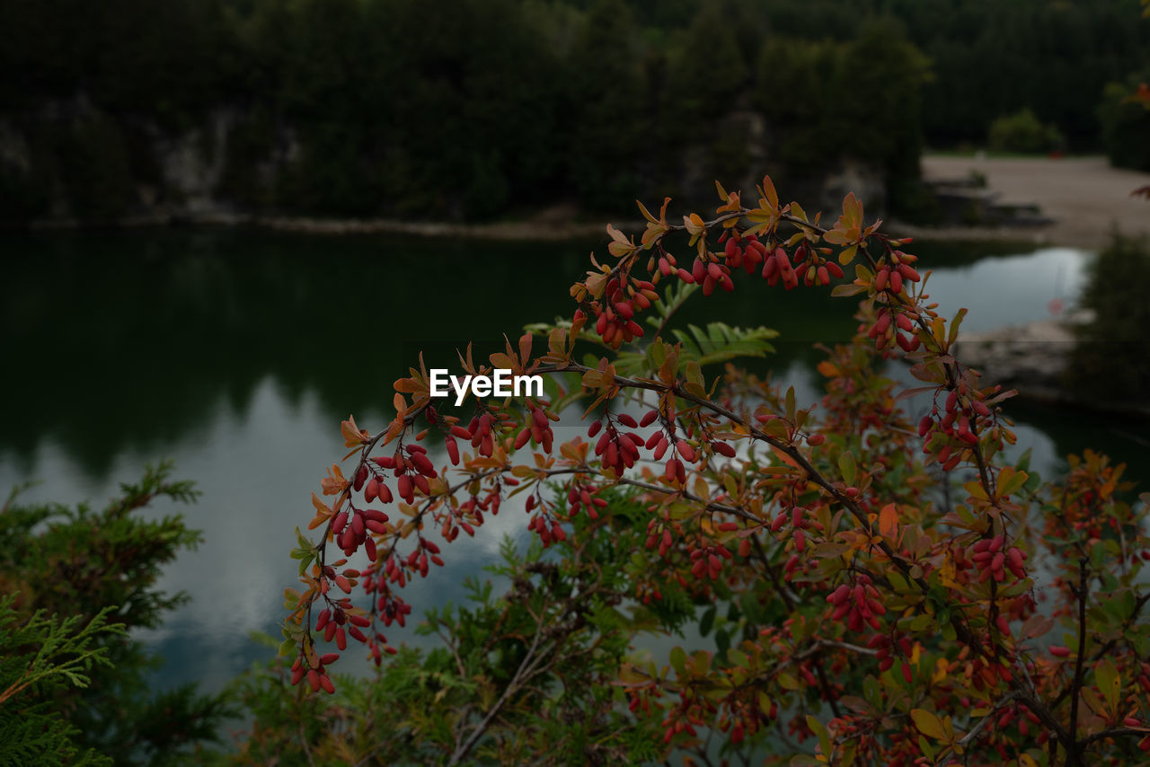 plant, nature, autumn, leaf, water, tree, flower, beauty in nature, lake, no people, growth, tranquility, flowering plant, reflection, day, outdoors, scenics - nature, tranquil scene, red, freshness, plant part