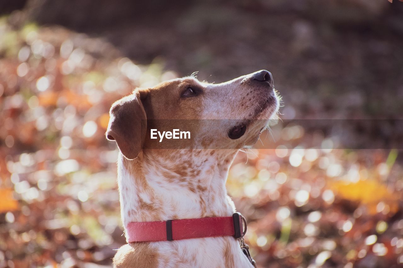 CLOSE-UP OF DOG LOOKING AWAY