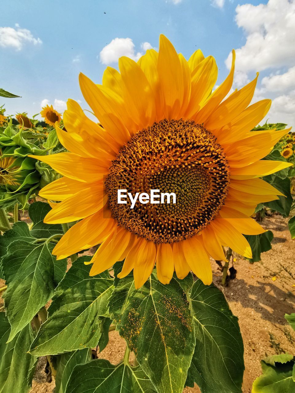 Close-up of sunflower