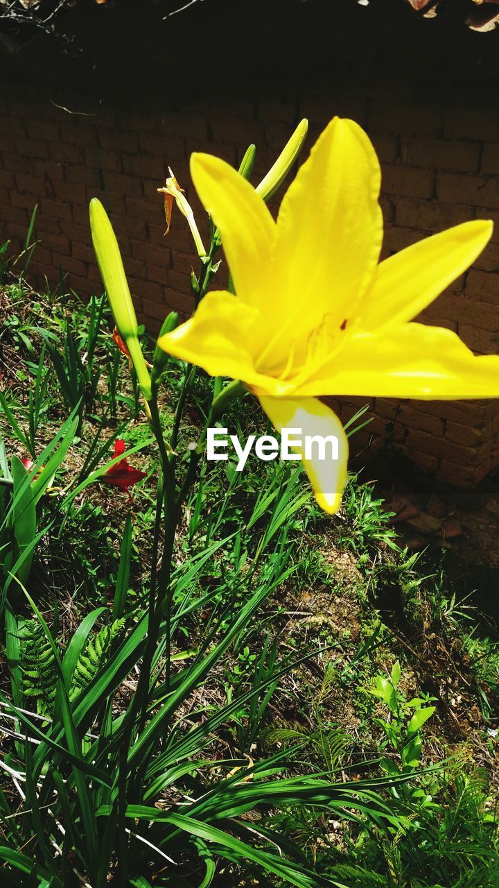 CLOSE-UP OF YELLOW DAY LILY