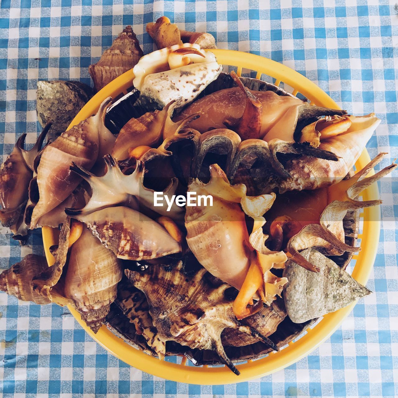 High angle view of seashells on plate