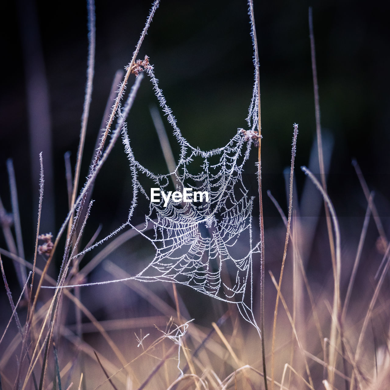A beautiful frosted spider web in an early spring morning. cold morning scenery in a meadow. 