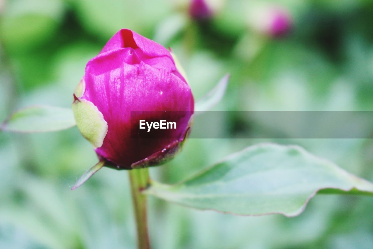 Close-up of purple flower bud