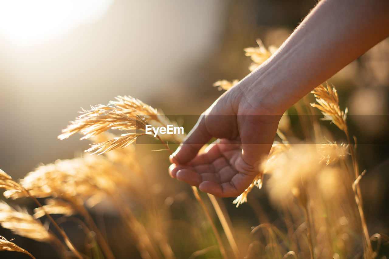 Close-up of hand holding wheat growing in farm