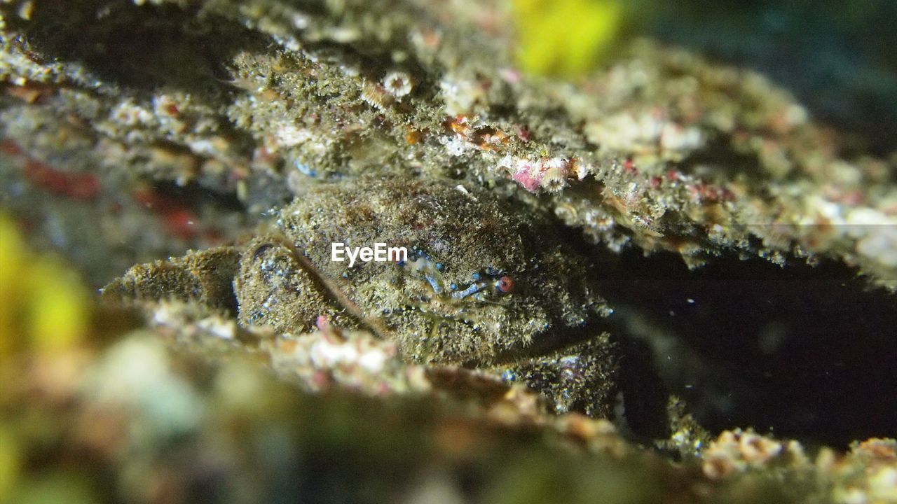 CLOSE-UP OF STARFISH ON SEA