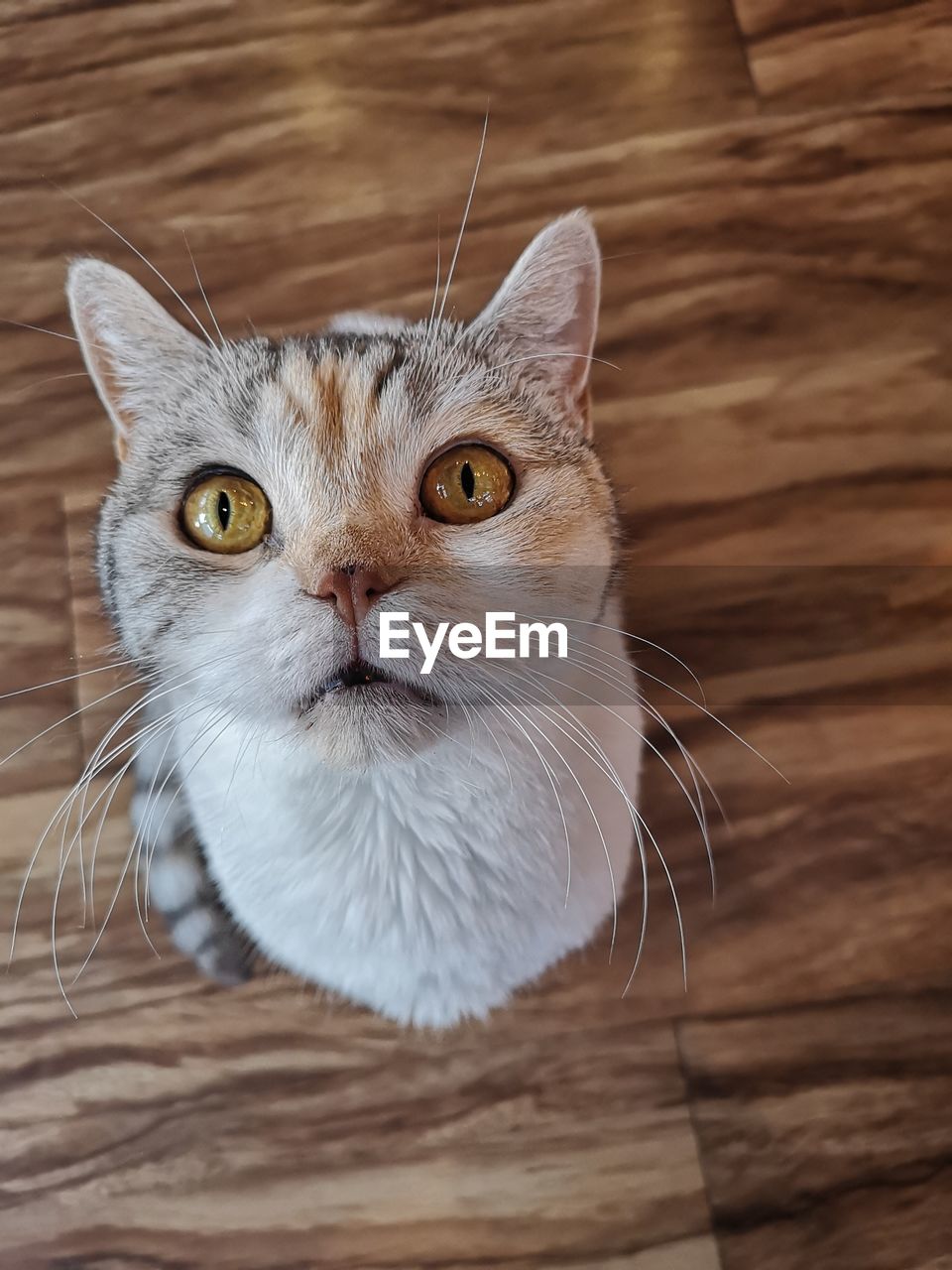 Close-up portrait of a cat