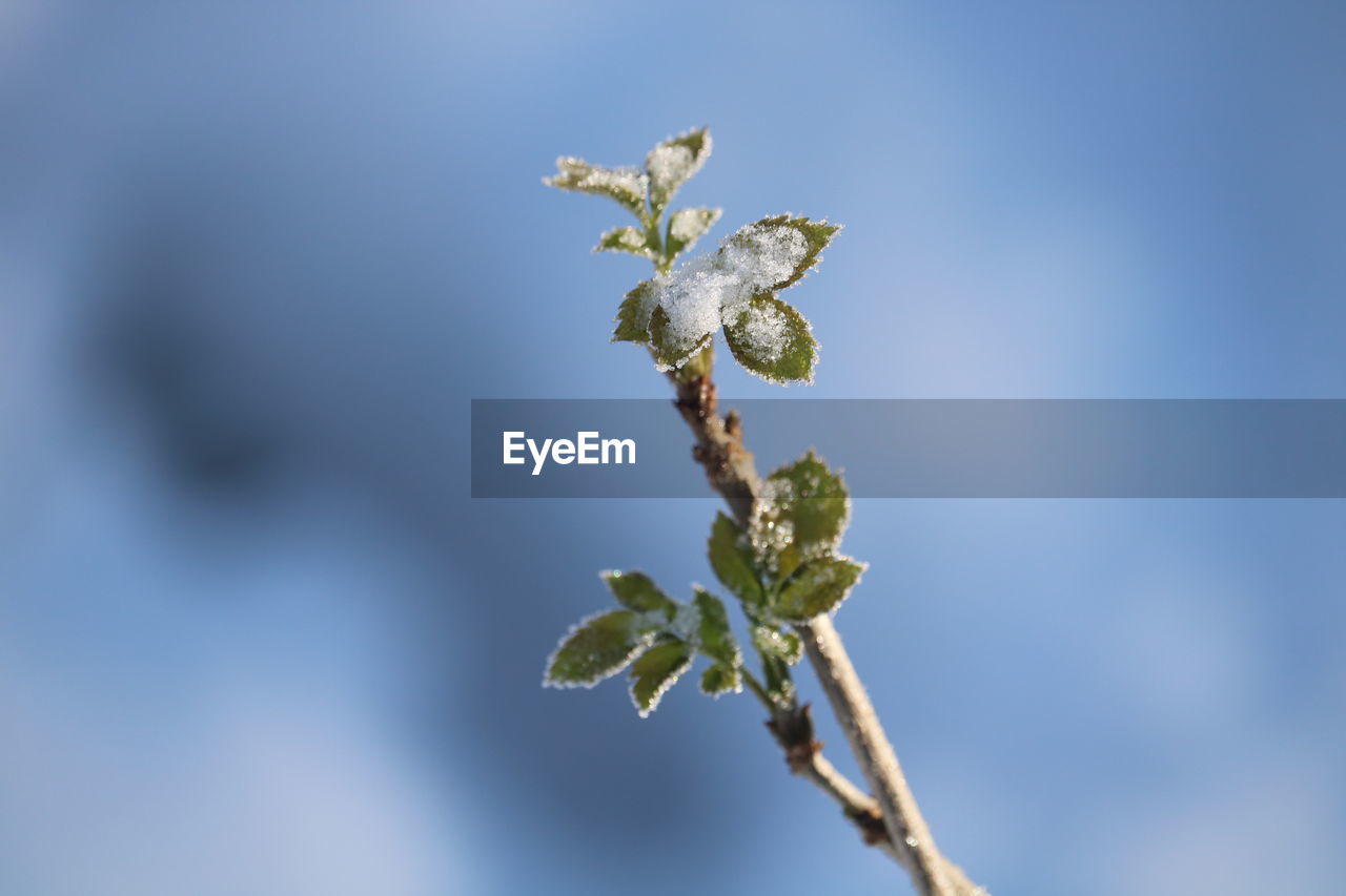 LOW ANGLE VIEW OF FLOWERING PLANT AGAINST SKY