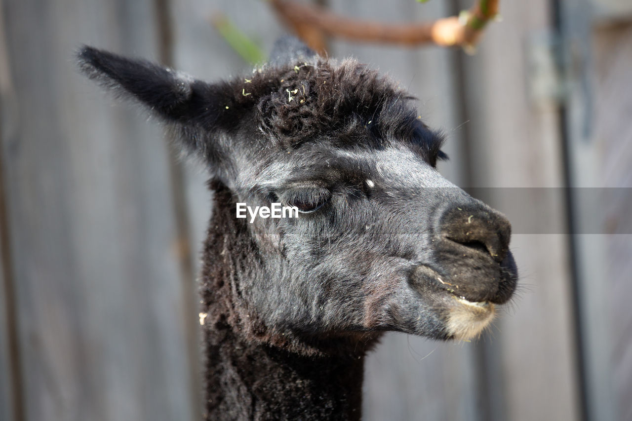 Close-up of a lama