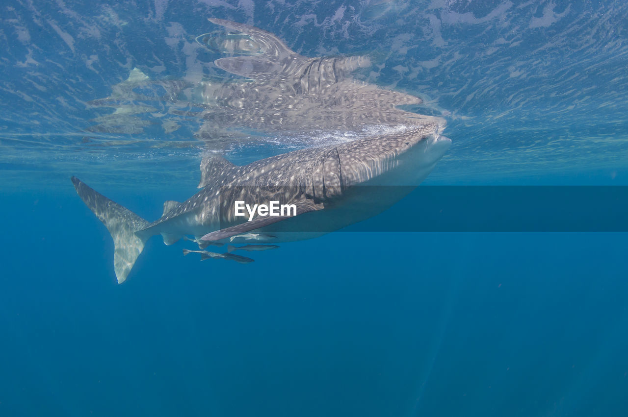 VIEW OF FISH SWIMMING
