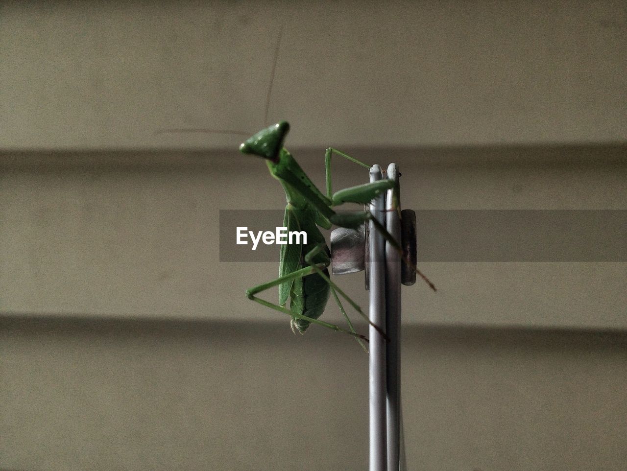 Close-up of a praying mantis on pole