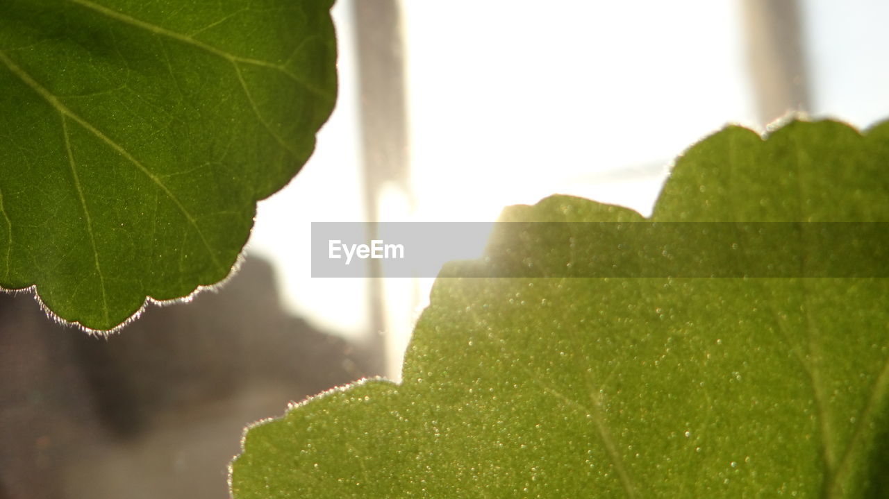 CLOSE-UP OF GREEN LEAF