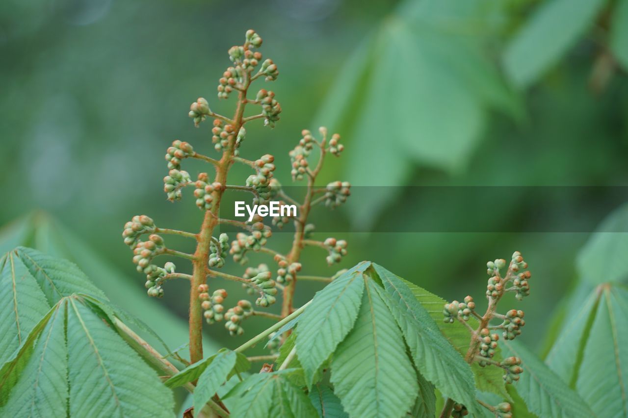 CLOSE-UP OF RED FLOWERING PLANT LEAVES