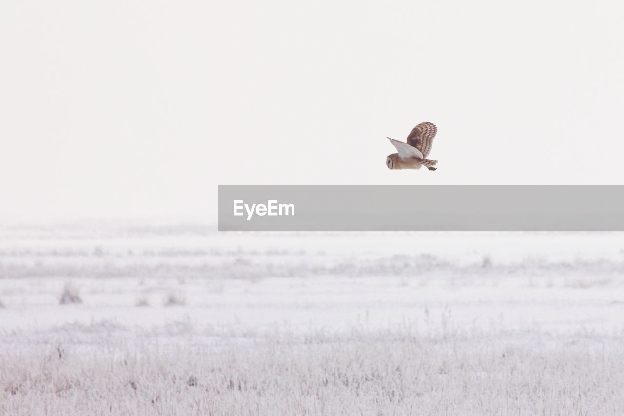 Owl flying over snowy land against clear sky during winter