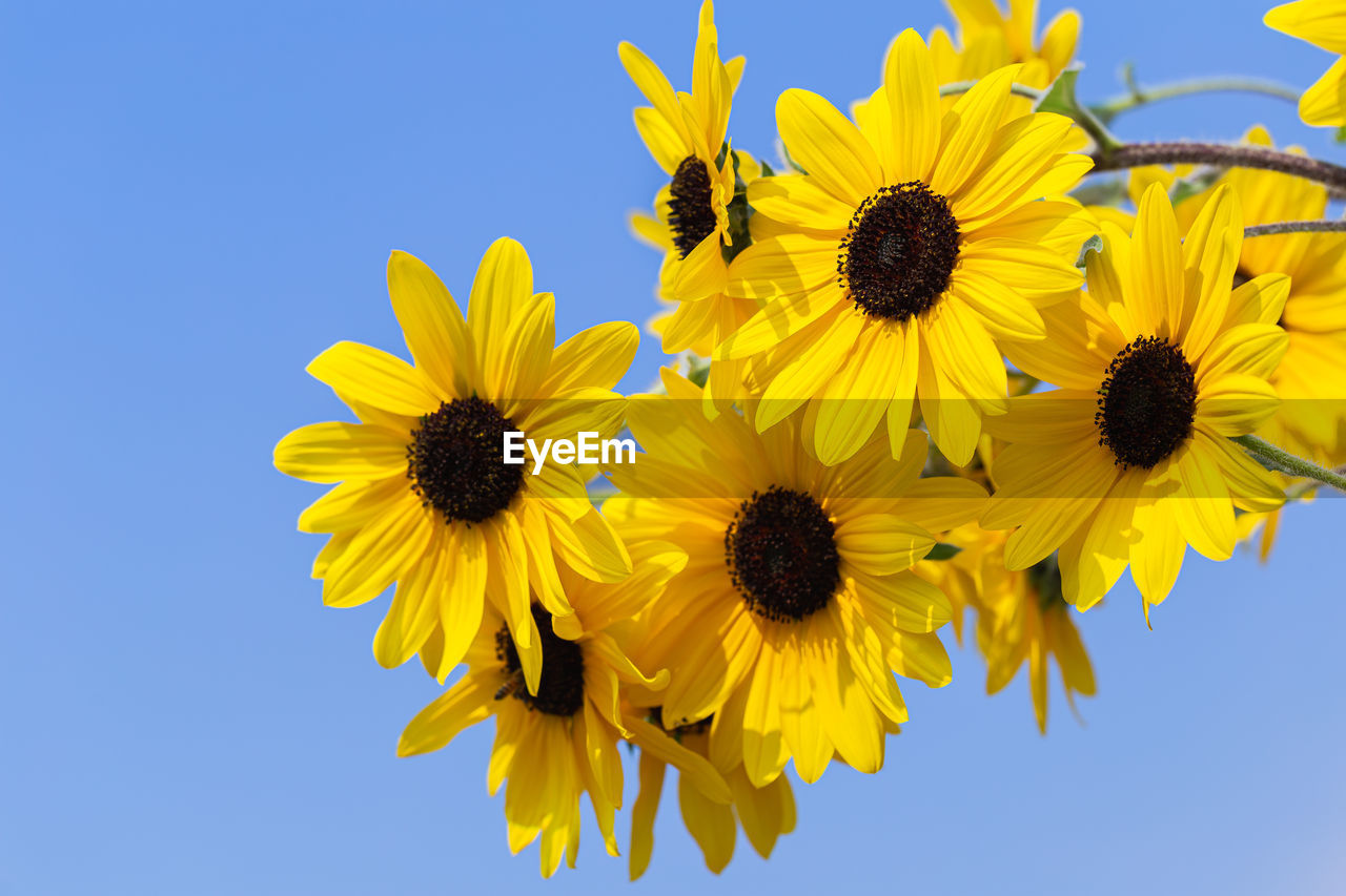 CLOSE-UP OF HONEY BEE ON SUNFLOWERS