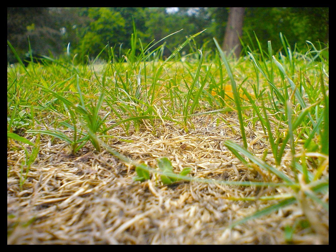 Close-up of grass growing on field in park