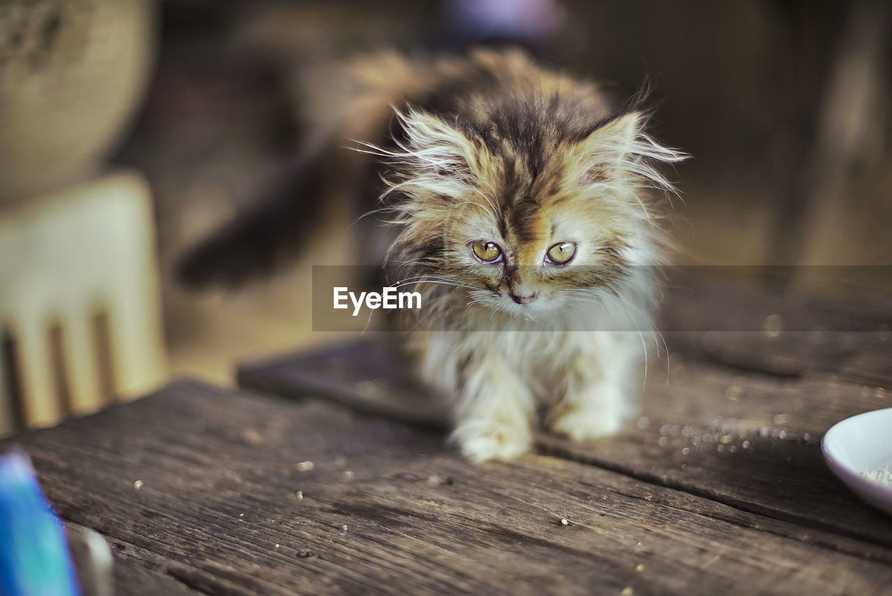 Portrait of kitten on table