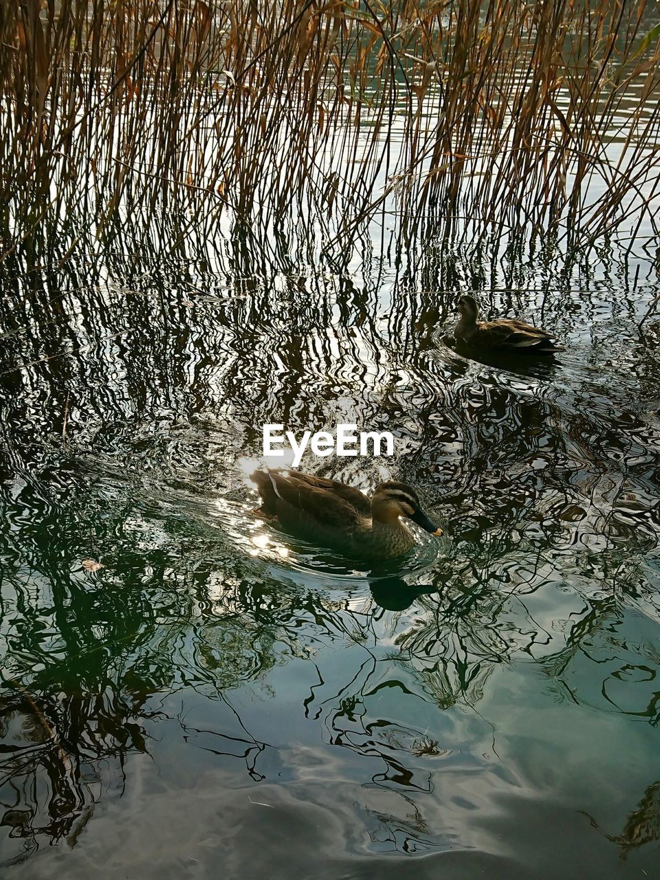 BIRD SWIMMING ON LAKE