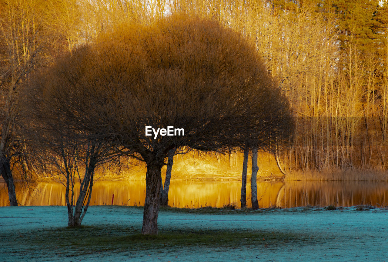 BARE TREES ON RIVERBANK