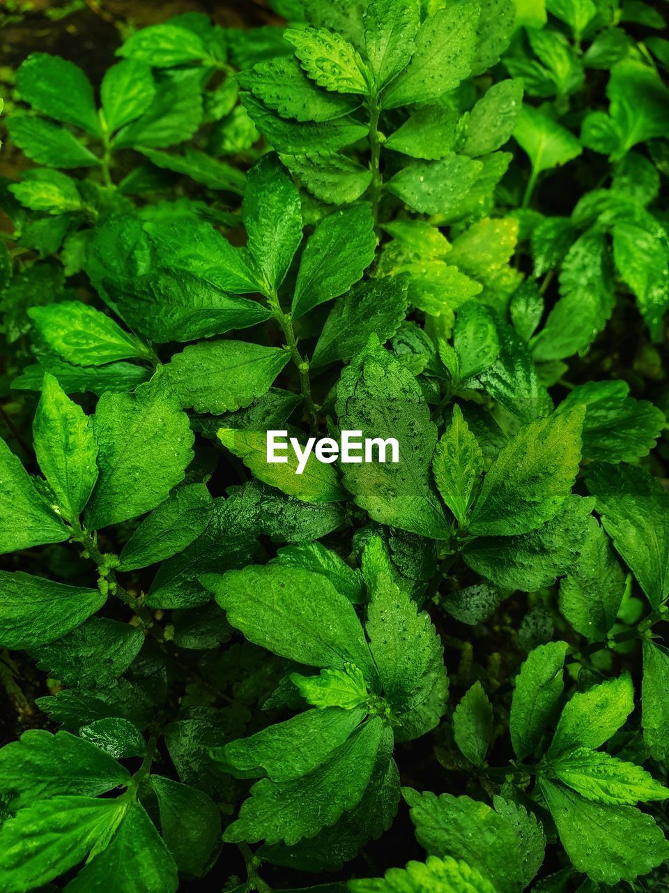 Full frame shot of plants