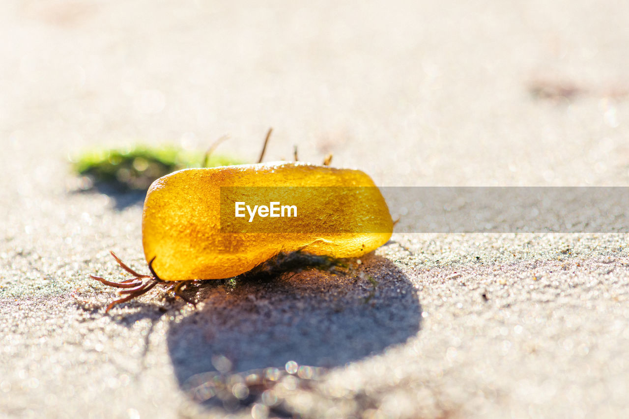 Beautiful big piece of yellow amber among black and green seaweed or algae on the sandy beach