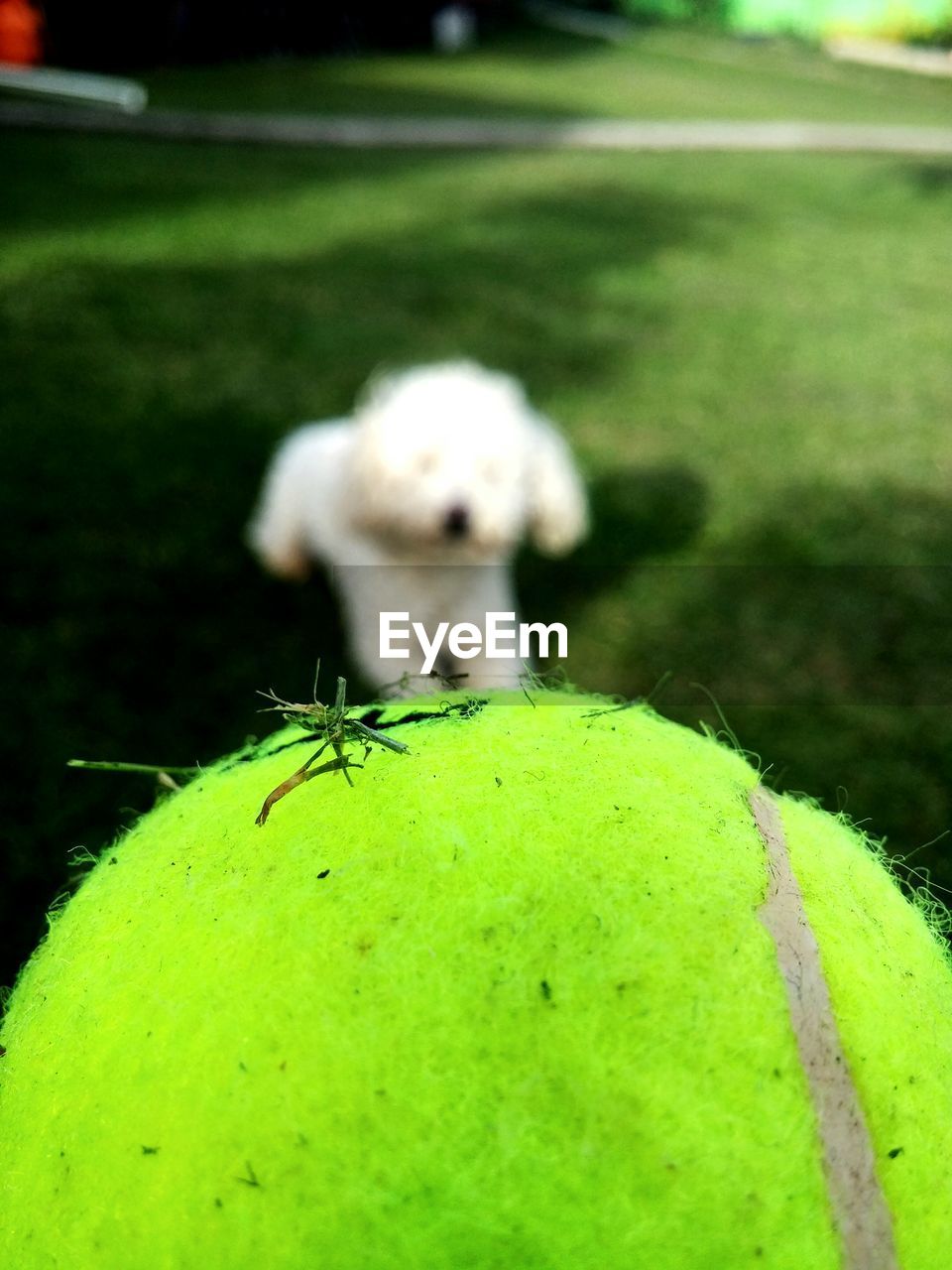 Close-up of ball against blurred dog