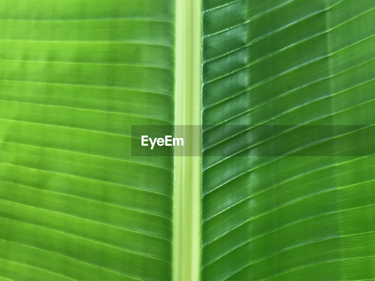 FULL FRAME SHOT OF PALM LEAF WITH GREEN LEAVES