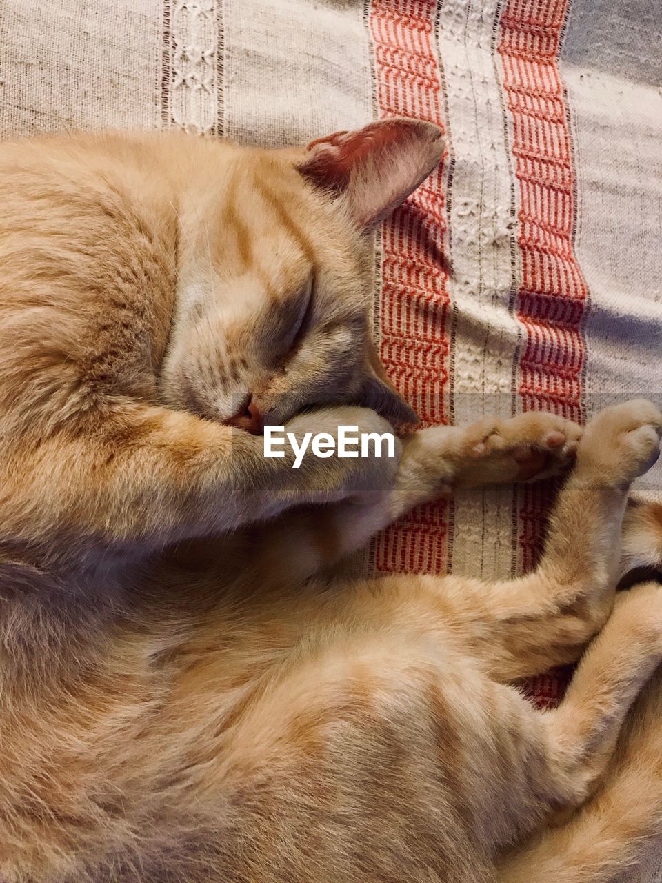 CLOSE-UP OF CAT SLEEPING IN THE BED
