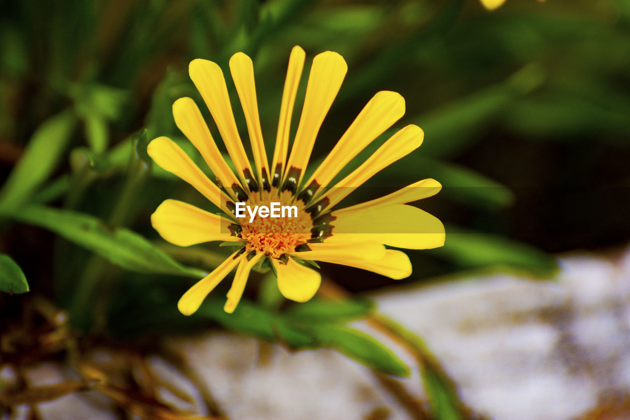 CLOSE-UP OF YELLOW FLOWER IN BLOOM