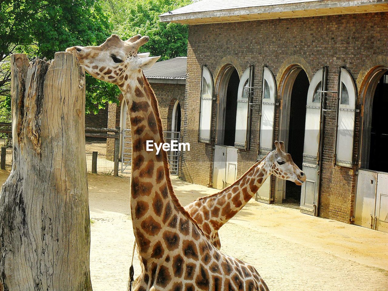 Giraffes amidst tree trunk on field at zoo