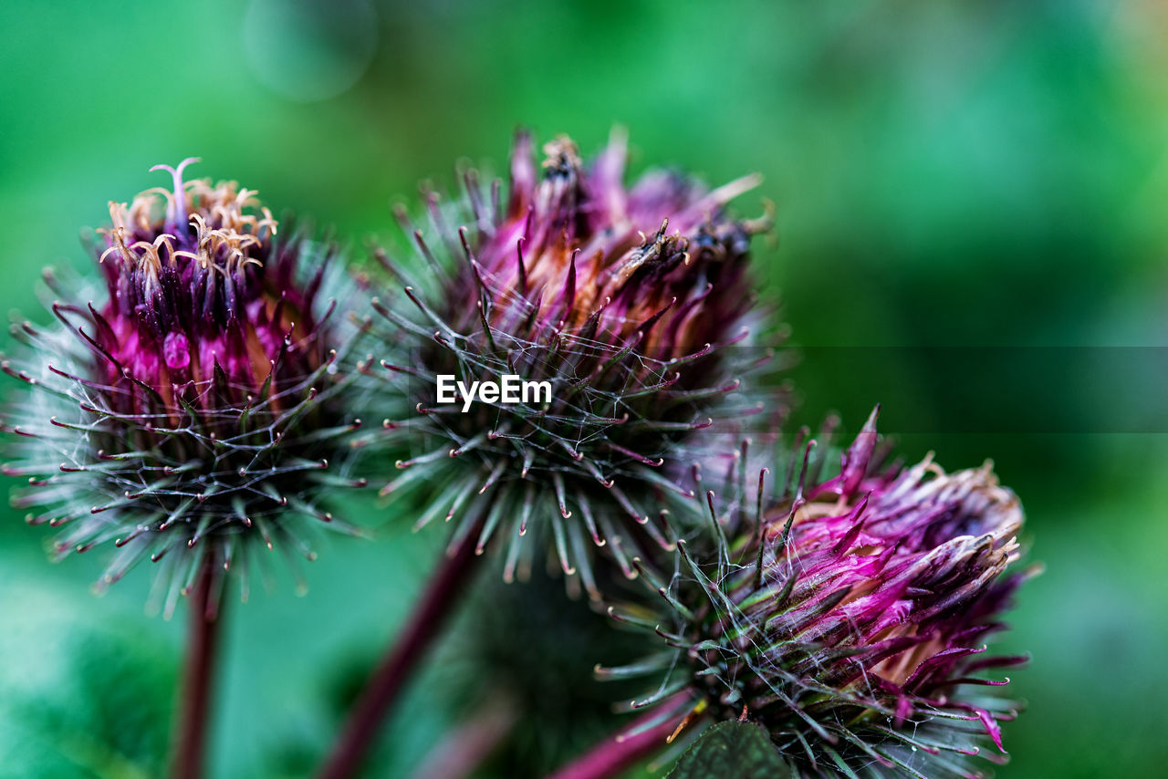 Close-up of thistle blooming outdoors