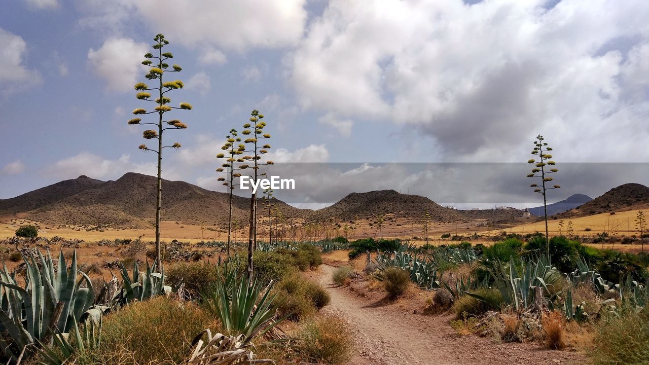 Plants on landscape against sky