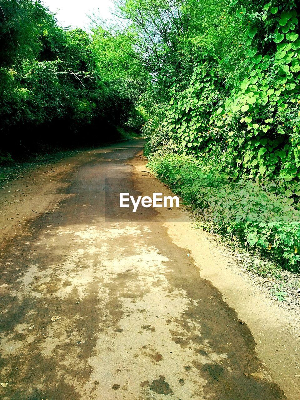 CLOSE-UP OF WATER AGAINST TREES