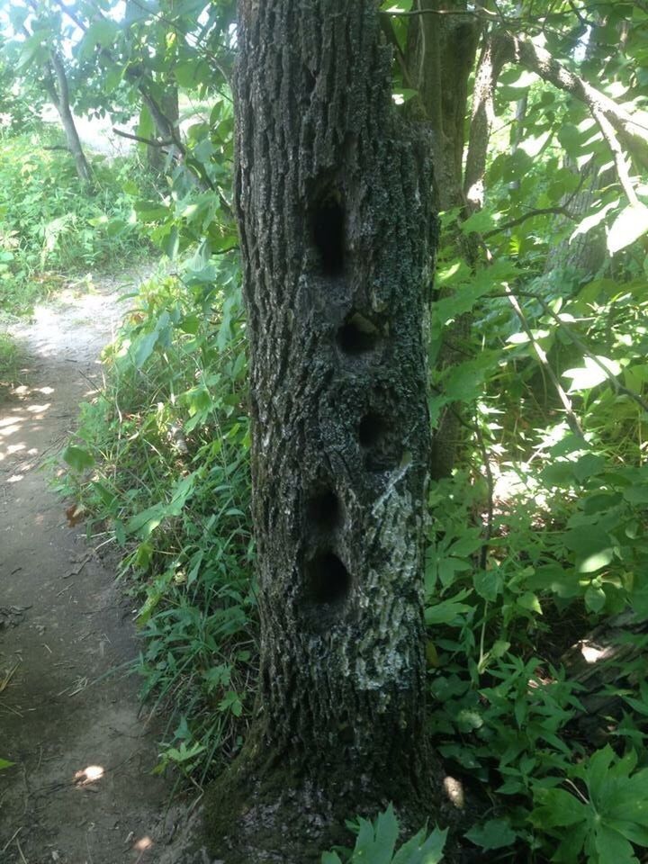 CLOSE-UP OF TREE IN FOREST