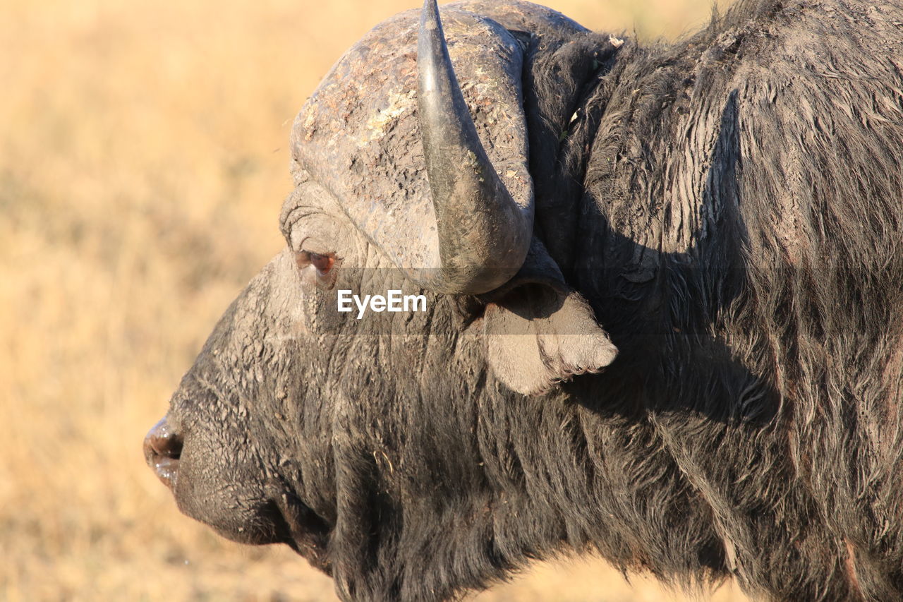 Close-up of old buffalo