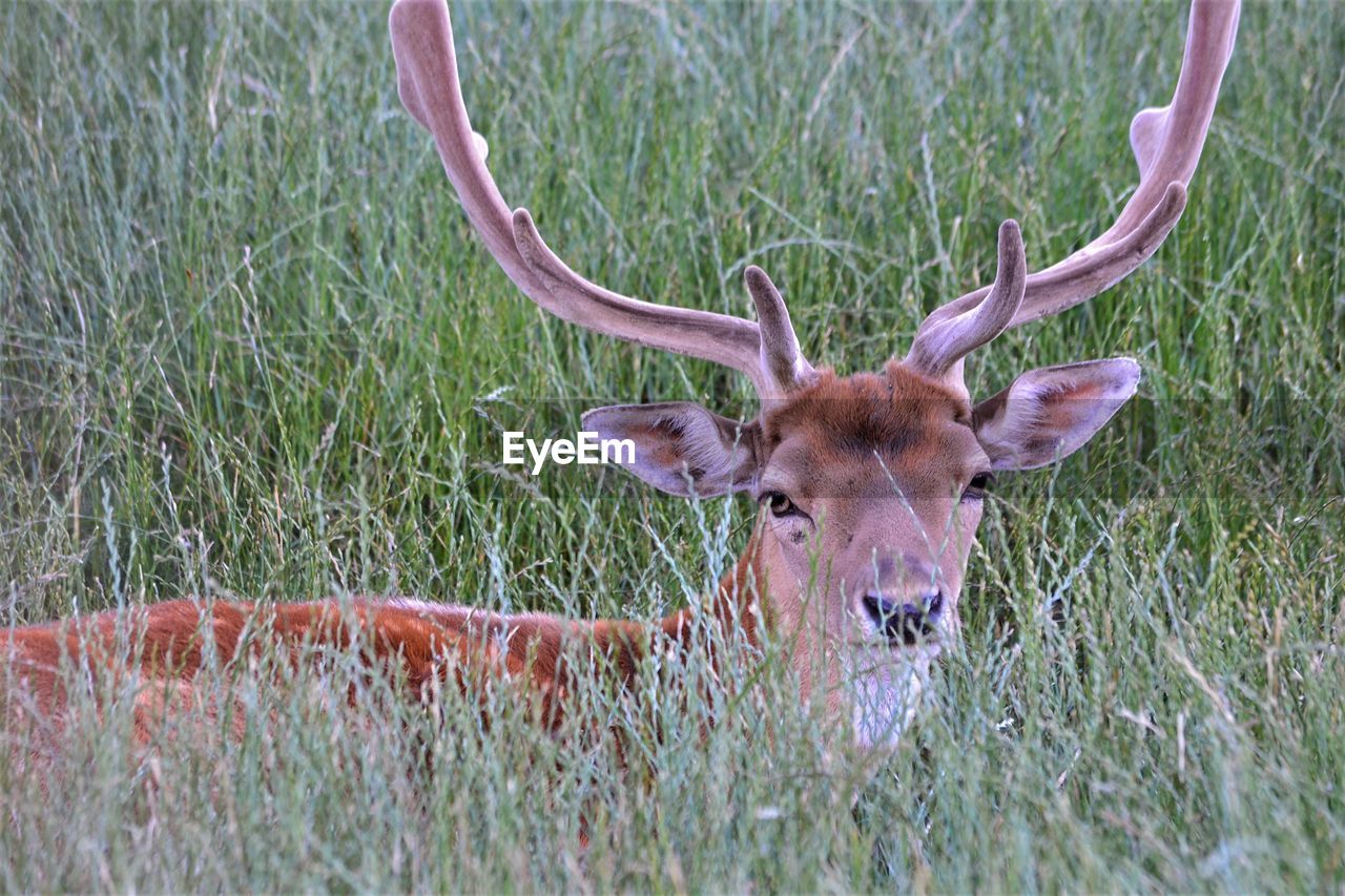 PORTRAIT OF DEER ON FIELD