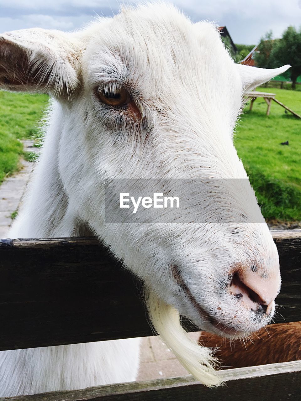 Close-up of goat at farm