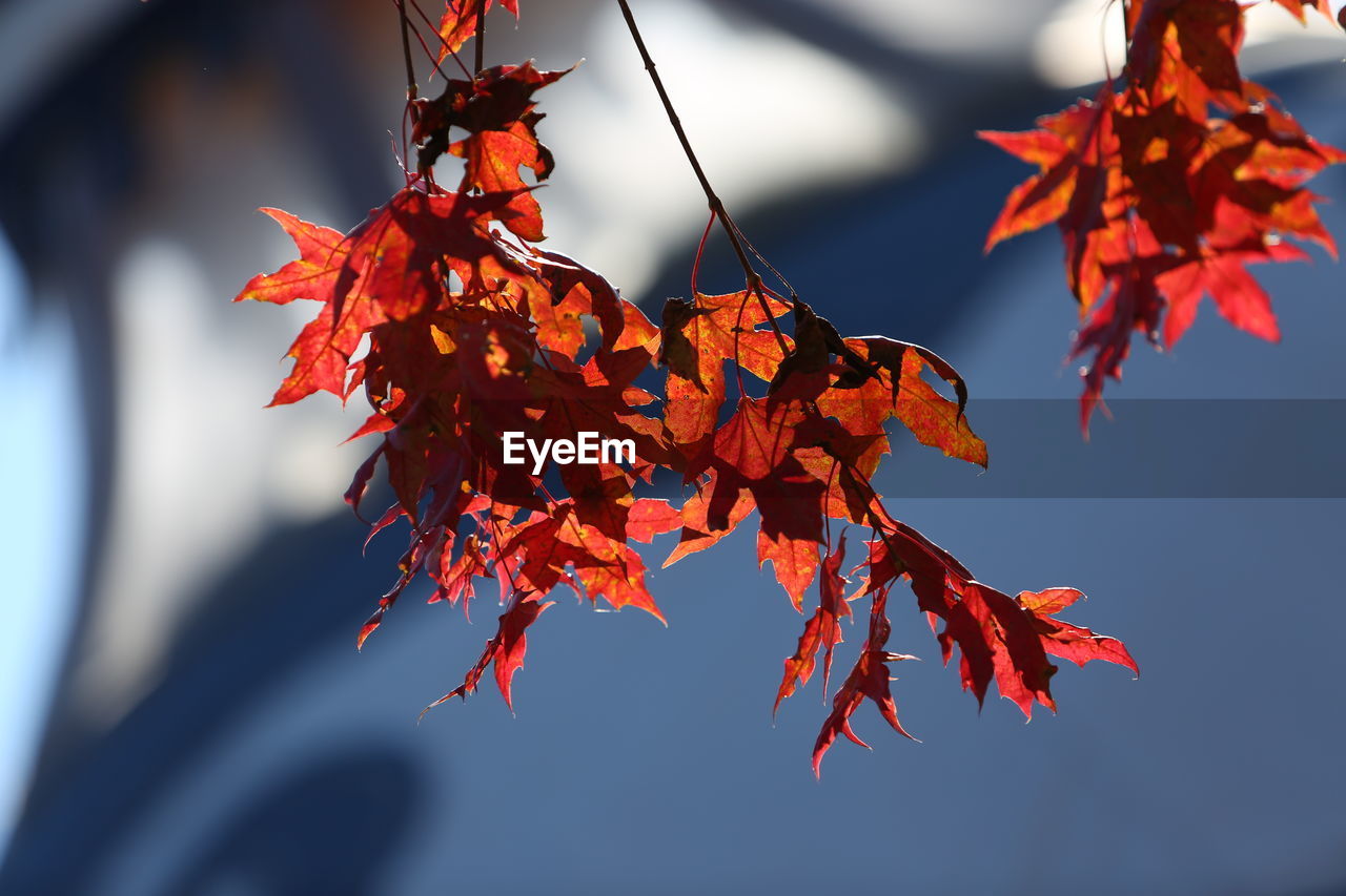 CLOSE-UP OF RED MAPLE LEAVES ON TREE