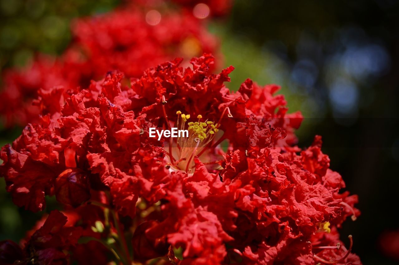 Close-up of red flower blooming outdoors