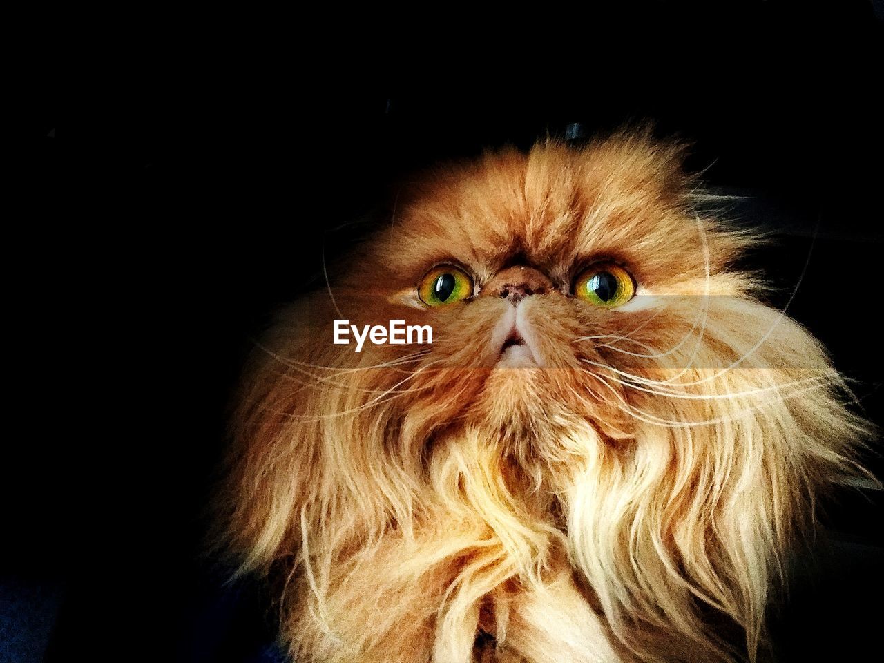 CLOSE-UP PORTRAIT OF A CAT WITH EYES