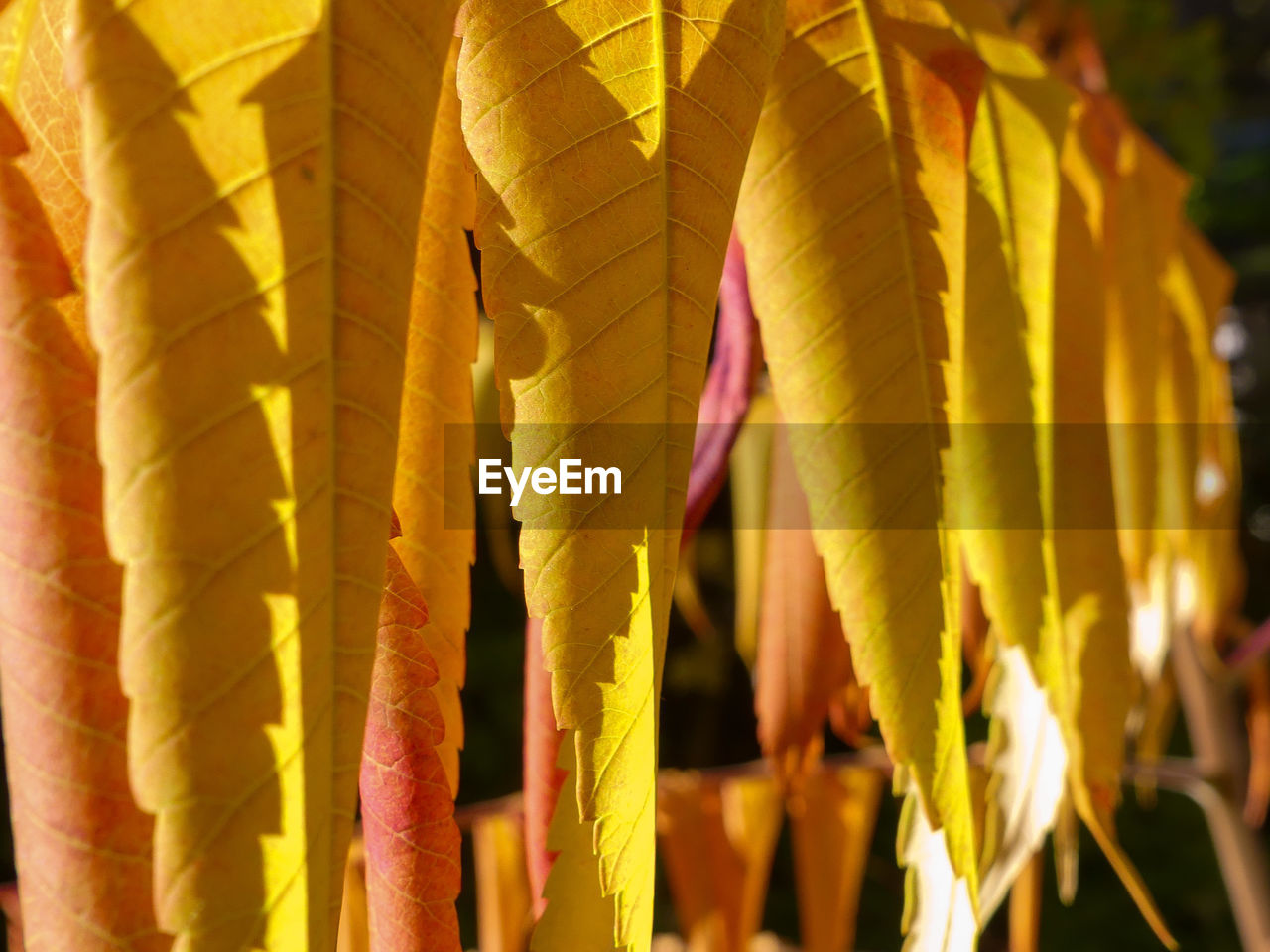 CLOSE-UP OF YELLOW FLOWERING LEAVES