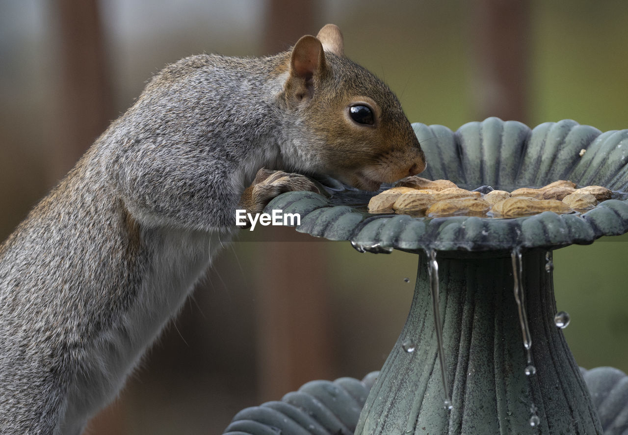 CLOSE-UP OF SQUIRREL EATING