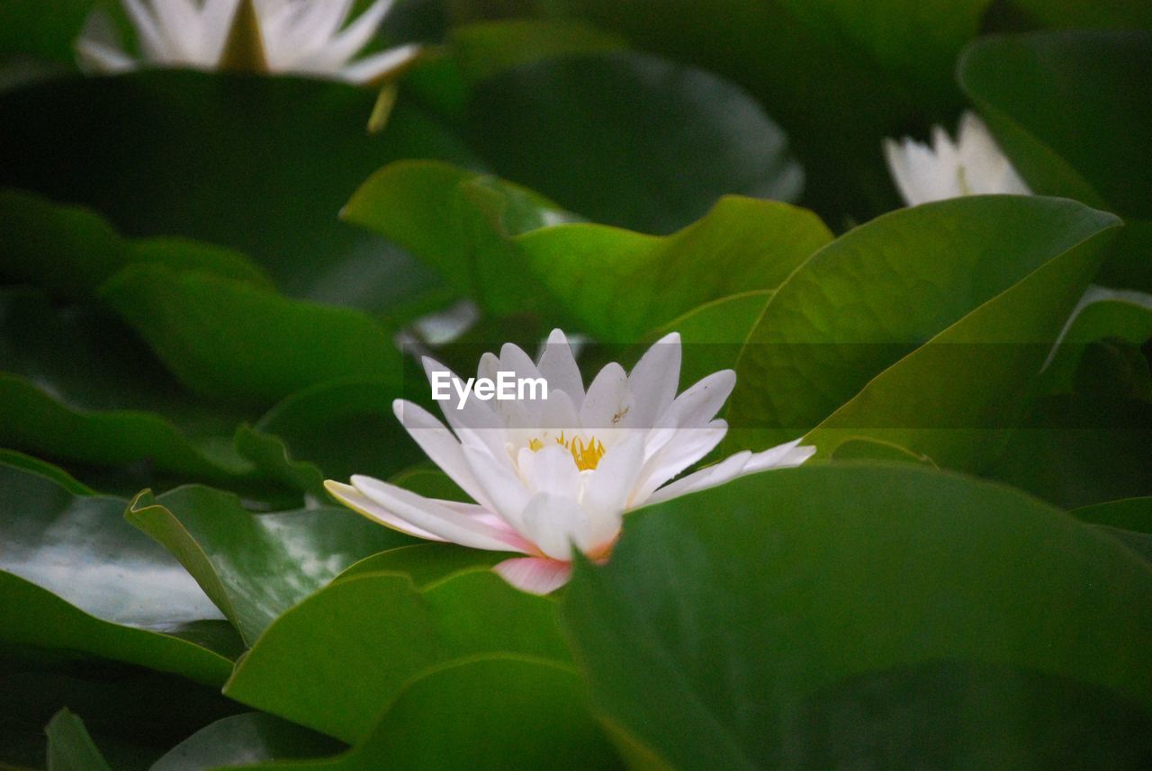 Close-up of white water lily