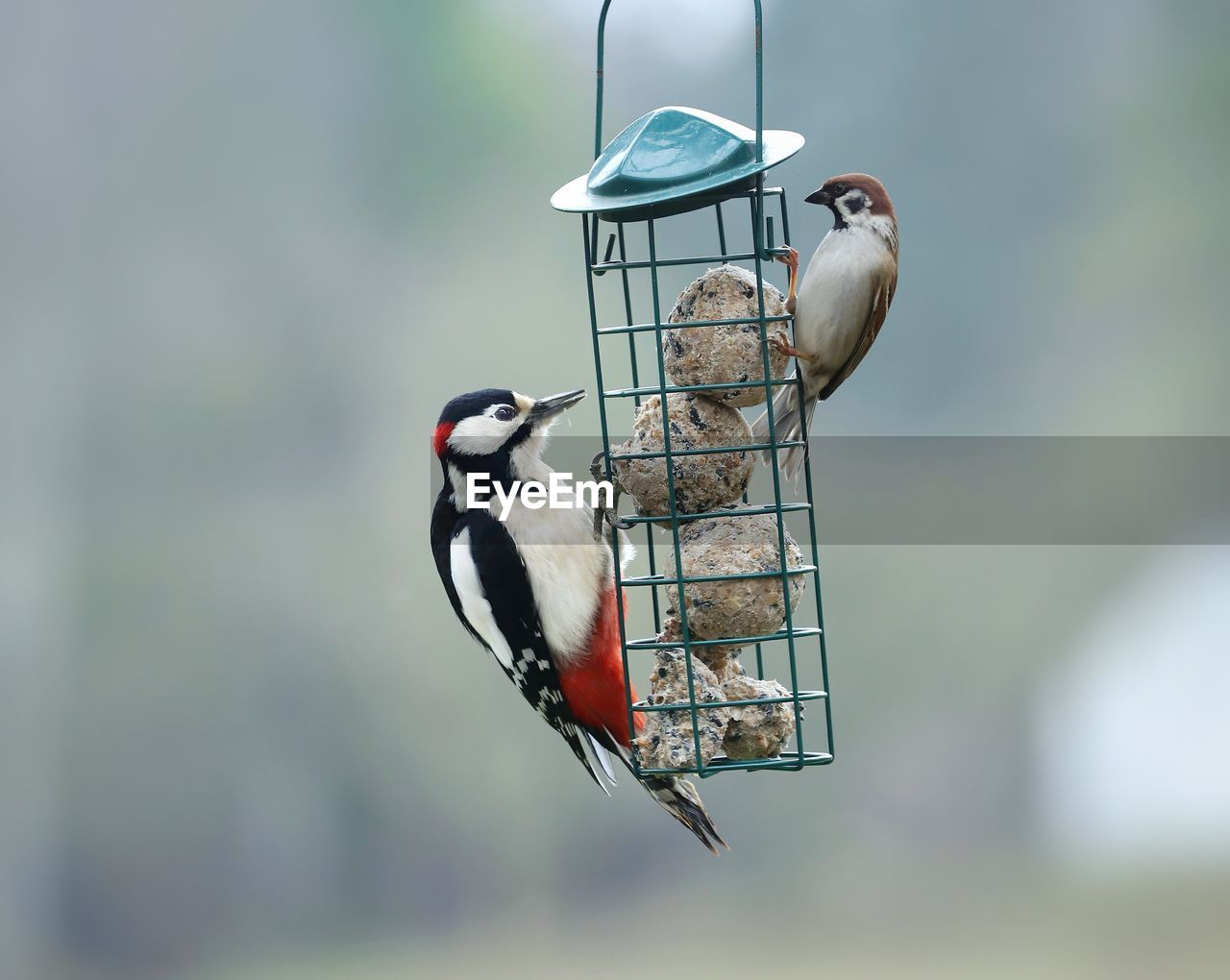 Close-up of birds perching on feeder