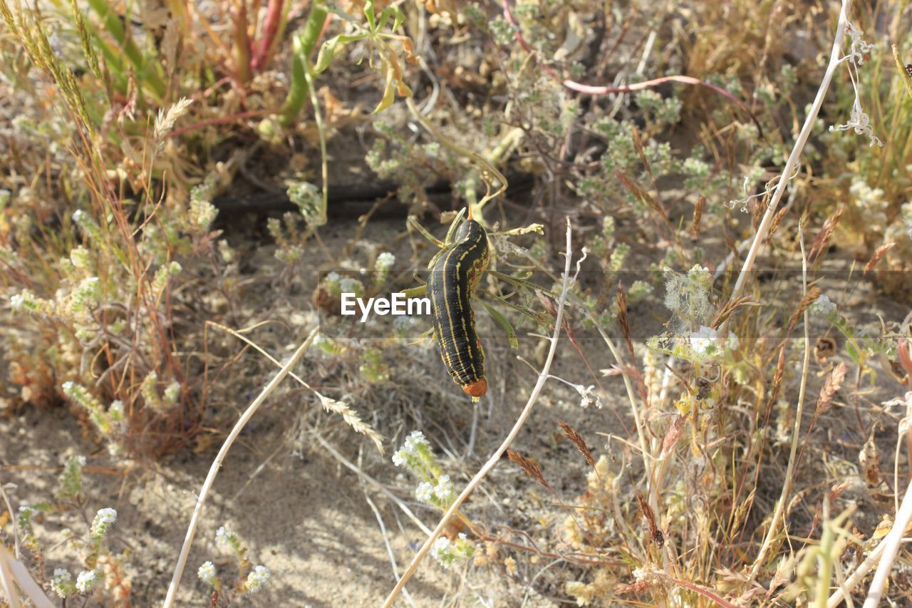 HIGH ANGLE VIEW OF INSECT ON PLANTS