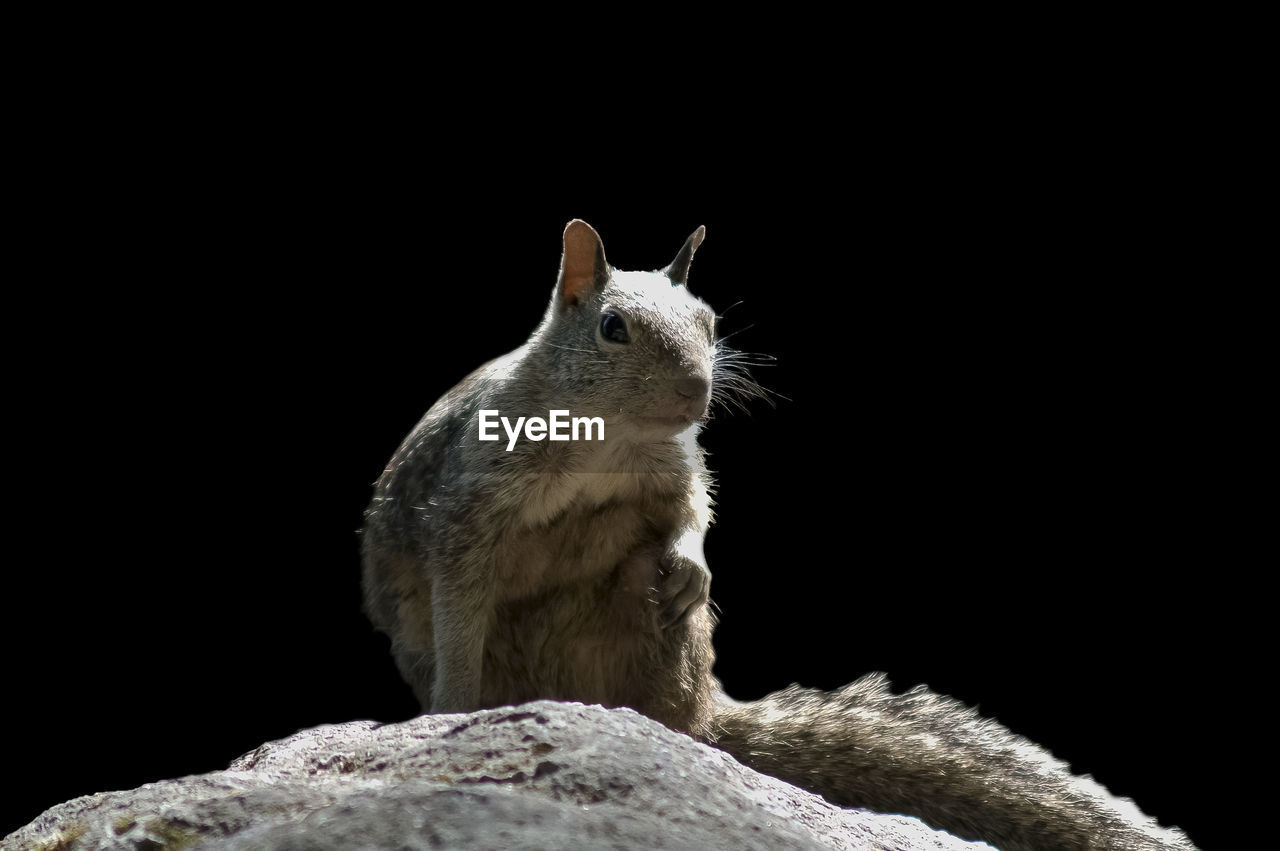 CLOSE-UP OF LOOKING AWAY WHILE SITTING ON ROCK