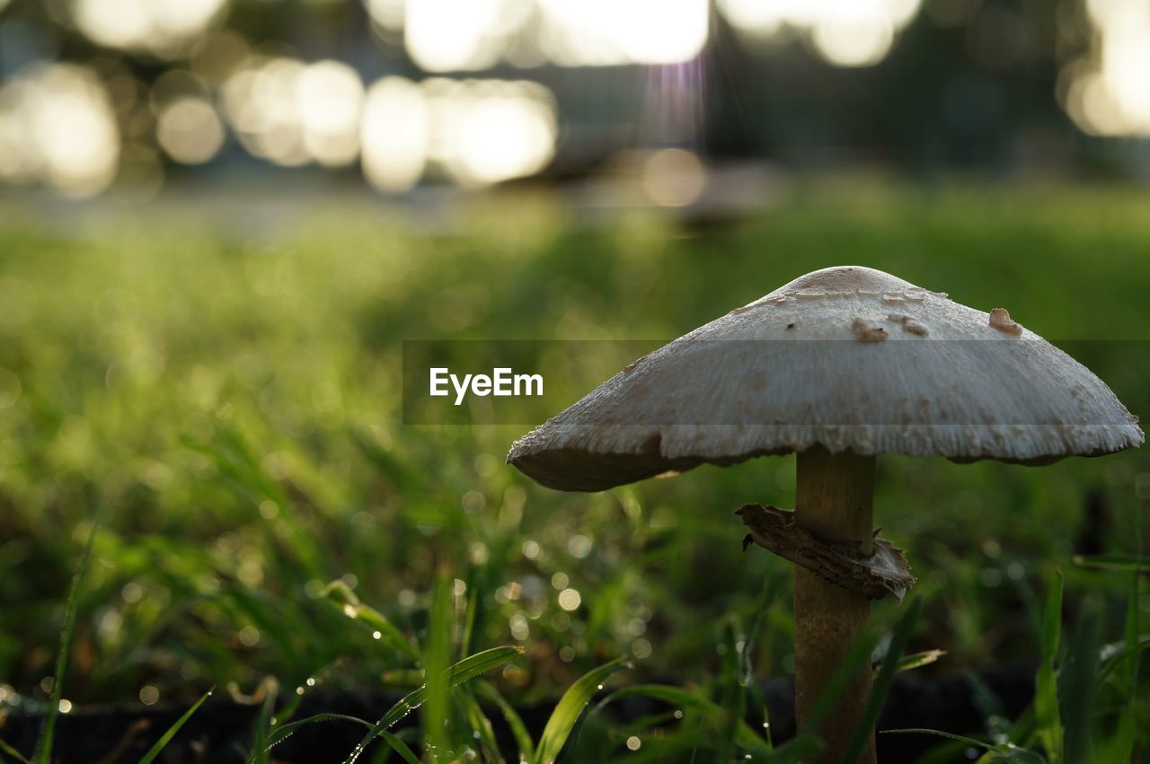 Close-up of mushroom growing on field