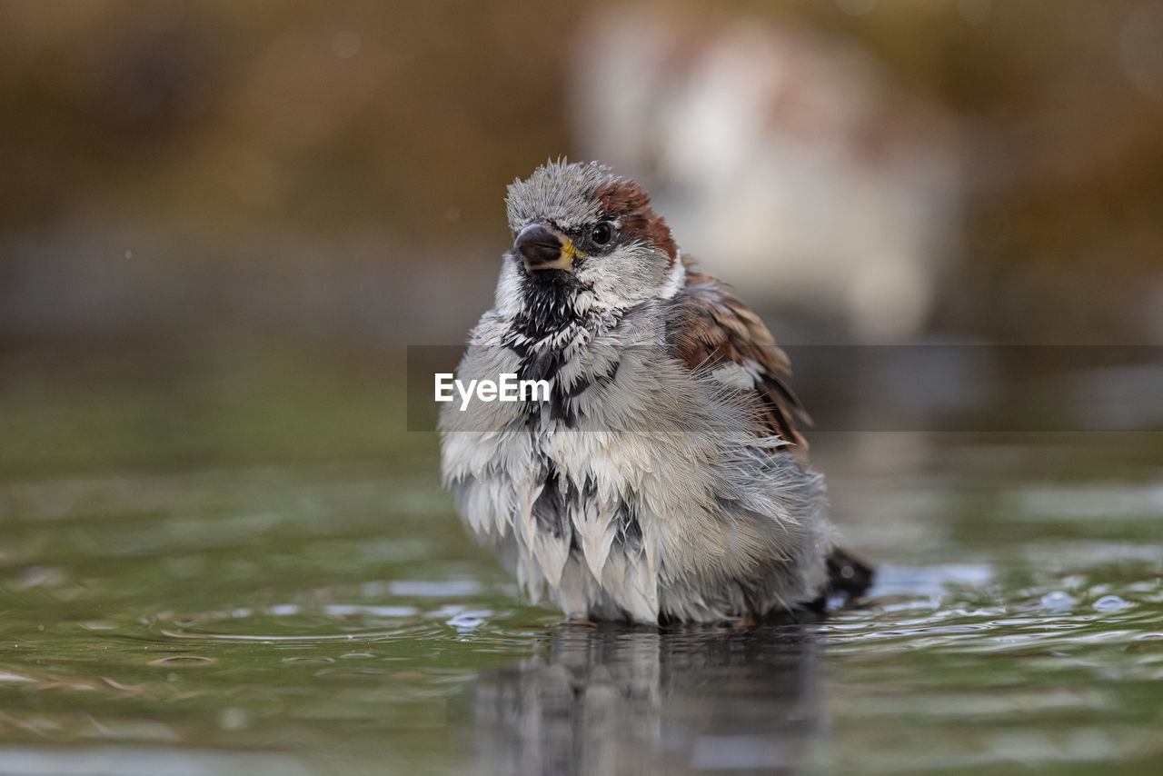 animal themes, animal, bird, animal wildlife, one animal, wildlife, nature, beak, sparrow, water, close-up, house sparrow, selective focus, portrait, no people, lake, looking at camera, outdoors, surface level, full length, day, young animal, beauty in nature, winter, motion, songbird, focus on foreground