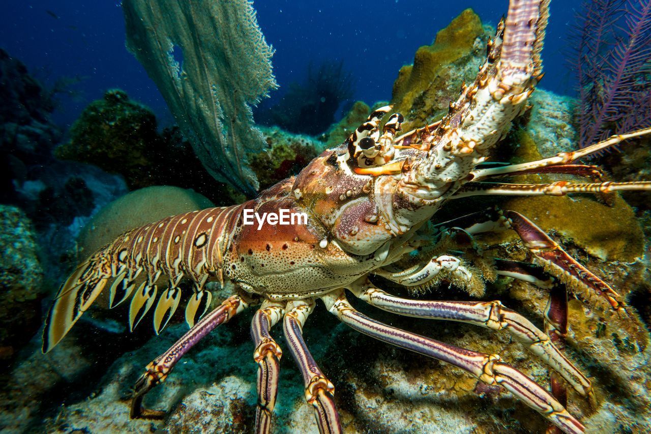 Close-up of lobster in sea